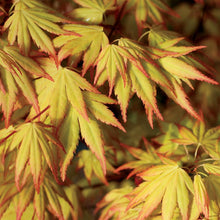 Load image into Gallery viewer, Orange Dream Japanese Maple Trees