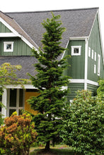 Load image into Gallery viewer, Hinoki Cypress Gracilis
