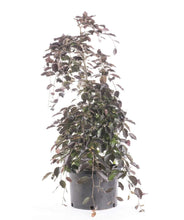 Load image into Gallery viewer, Purple Fountain Beech Trees