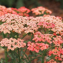 Load image into Gallery viewer, Achillea Apricot Delight