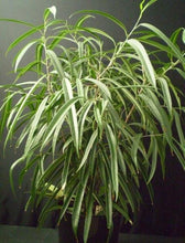 Load image into Gallery viewer, FALSE