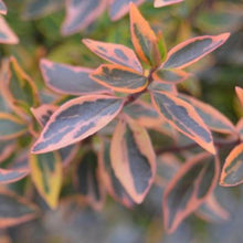 Load image into Gallery viewer, Abelia Twist of Orange Shrubs