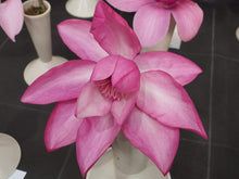 Load image into Gallery viewer, Magnolia Betty Trees