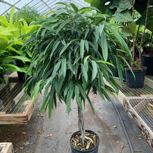 Load image into Gallery viewer, FALSE