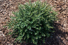 Load image into Gallery viewer, Helleri Holly Shrubs
