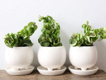 Load image into Gallery viewer, Hindu Rope Hoya Plants