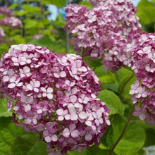 Load image into Gallery viewer, Incrediball Blush Hydrangea Shrubs