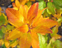 Load image into Gallery viewer, Southern Gentleman Holly Shrubs