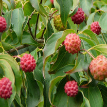Load image into Gallery viewer, Milky Way Kousa Dogwood Trees