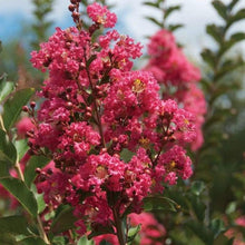 Load image into Gallery viewer, Tuscarora Crape Myrtle Trees