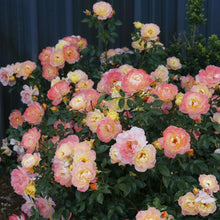 Load image into Gallery viewer, Oso Easy Italian Ice Rose Bushes