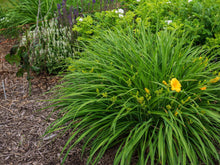 Load image into Gallery viewer, Stella D'oro Daylily