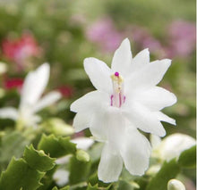 Load image into Gallery viewer, FALSE