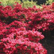 Load image into Gallery viewer, Autumn Cheer Encore Azalea Shrubs