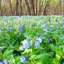 Load image into Gallery viewer, Virginia Bluebells