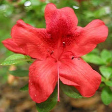 Load image into Gallery viewer, Azalea Buccaneer Shrubs