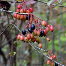 Load image into Gallery viewer, Black Haw Viburnum Shrubs