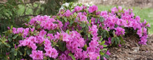 Load image into Gallery viewer, Lavender Bloomathon Azalea Shrubs