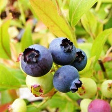 Load image into Gallery viewer, Blue Gold Blueberry Bushes