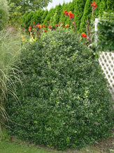 Load image into Gallery viewer, Blue Prince Holly Shrubs