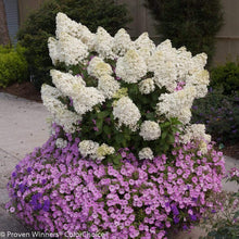 Load image into Gallery viewer, Bobo Hydrangea Shrubs