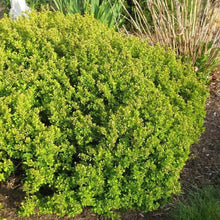Load image into Gallery viewer, Bonanza Gold Barberry Shrubs
