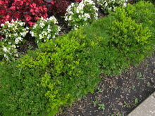 Load image into Gallery viewer, Green Velvet Boxwood Shrubs