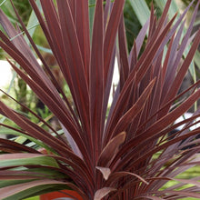 Load image into Gallery viewer, Cordyline Red Star Plants