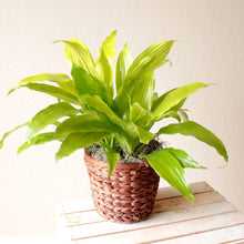Load image into Gallery viewer, Limelight Dracaena Plants