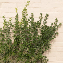 Load image into Gallery viewer, Euonymus Manhattan Shrubs