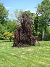 Load image into Gallery viewer, Purple Fountain Beech Trees