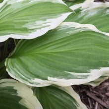 Load image into Gallery viewer, Hosta Patriot