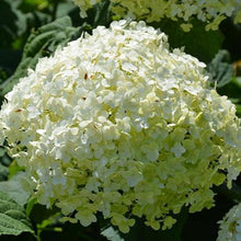 Load image into Gallery viewer, Incrediball Hydrangea Shrubs