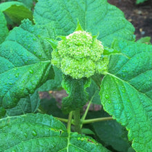 Load image into Gallery viewer, Incrediball Hydrangea Shrubs