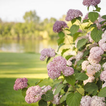 Load image into Gallery viewer, Invincibelle Spirit II Hydrangea Shrubs