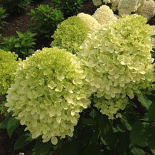 Load image into Gallery viewer, Lava Lamp Moonrock Hydrangea Shrubs