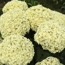 Load image into Gallery viewer, Limetta® Hydrangea Shrubs