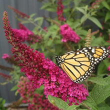 Load image into Gallery viewer, Miss Molly Butterfly Bush