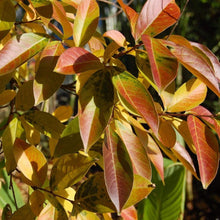 Load image into Gallery viewer, Muskogee Crape Myrtle Trees