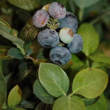 Load image into Gallery viewer, Peach Sorbet Blueberry Bushes