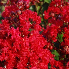 Load image into Gallery viewer, Red Rocket Crape Myrtle Trees