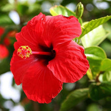 Load image into Gallery viewer, Red Tropical Hibiscus Bush