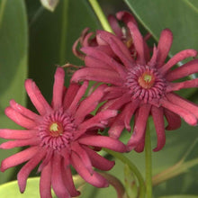 Load image into Gallery viewer, Ruby Stars Anise Shrubs