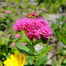 Load image into Gallery viewer, Superstar Spirea Shrubs