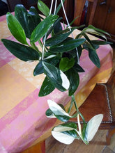 Load image into Gallery viewer, Philodendron Cobra Plants
