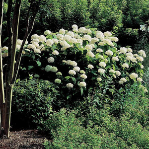 Annabelle Hydrangea Shrubs for Sale Online