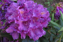 Load image into Gallery viewer, Rhododendron Lee&#39;s Dark Purple Shrubs
