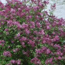 Load image into Gallery viewer, Bloomerang Dark Purple Lilac Shrubs
