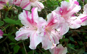 Azalea Autumn Chiffon Shrubs