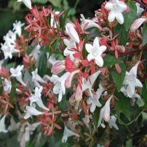 Abelia Little Richard Shrubs